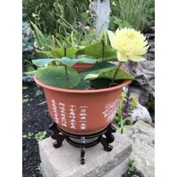 7a-lotus plant-3620239-67660.webp